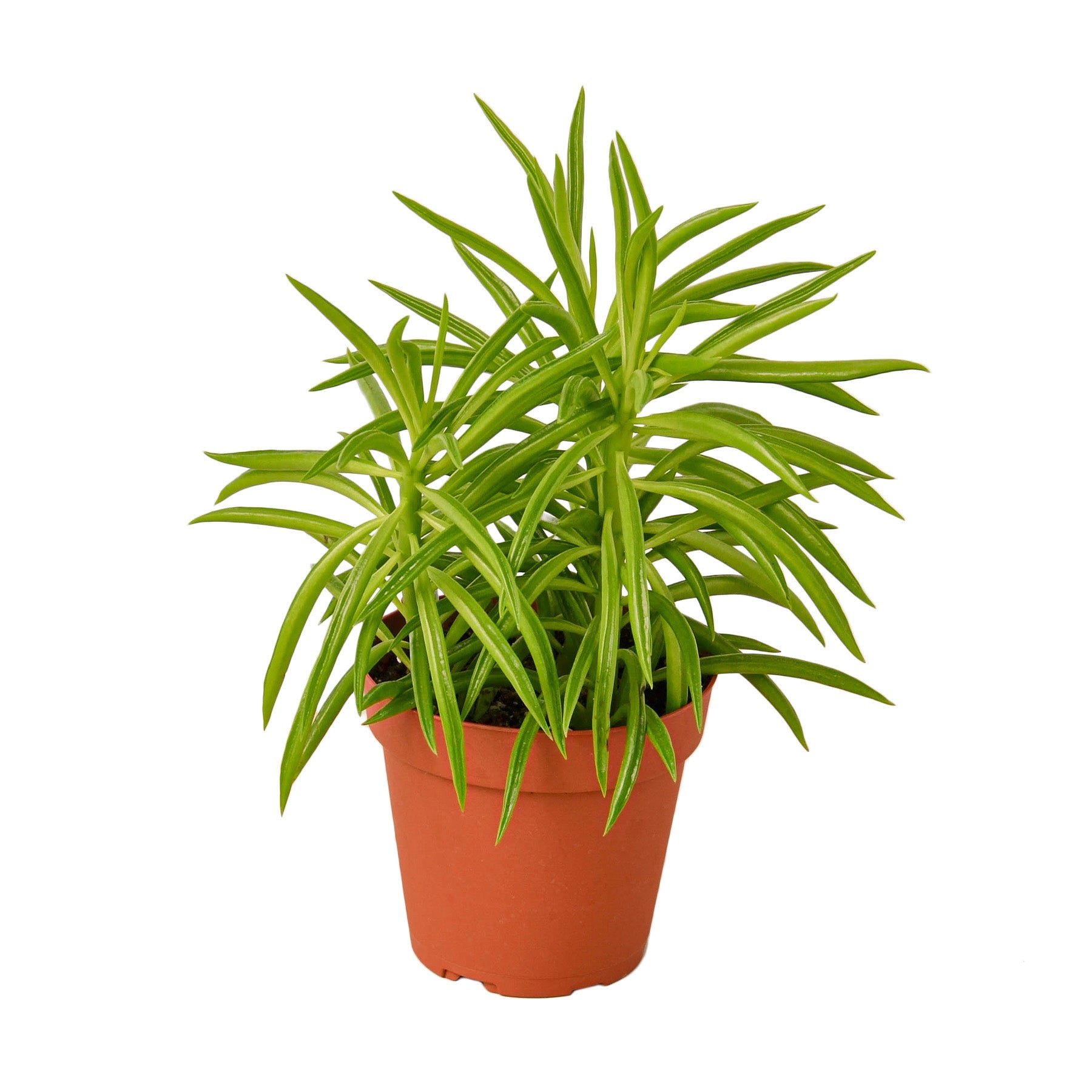 A plant in a pot displayed on a white background at the best garden center near me.