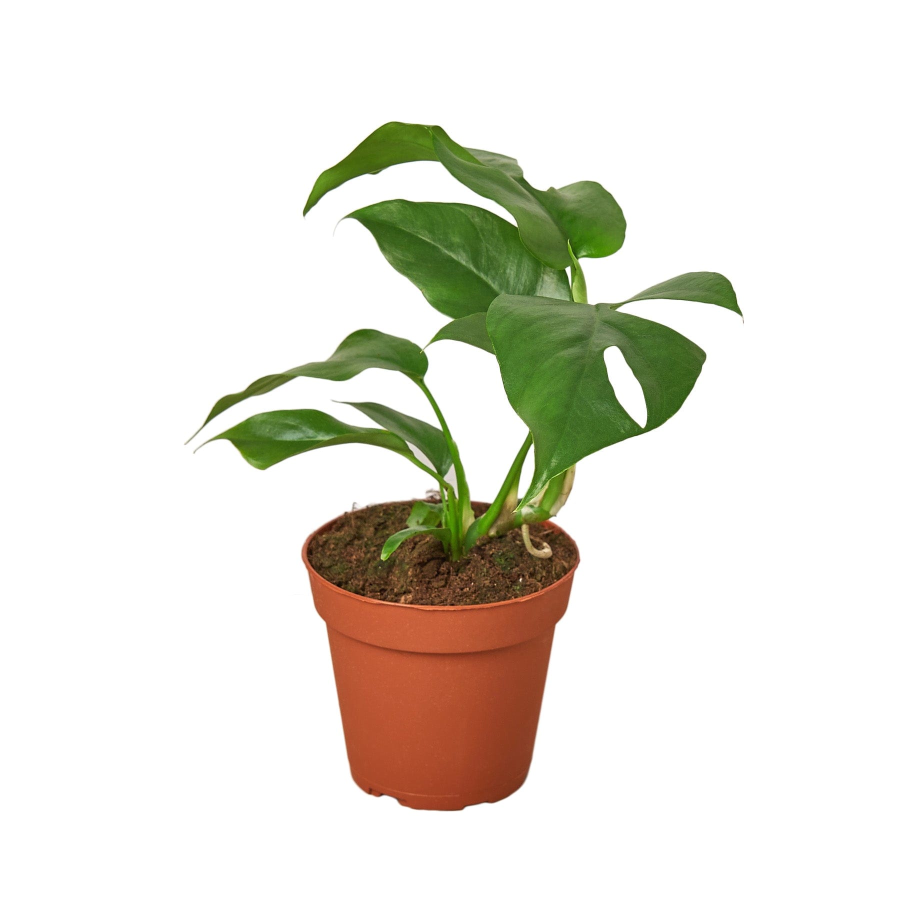 A small plant in a pot, set against a white background at the best garden center near me.