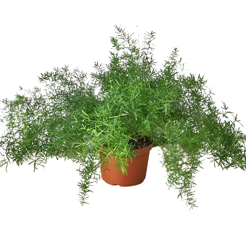 A potted plant with green leaves in a garden center near me.