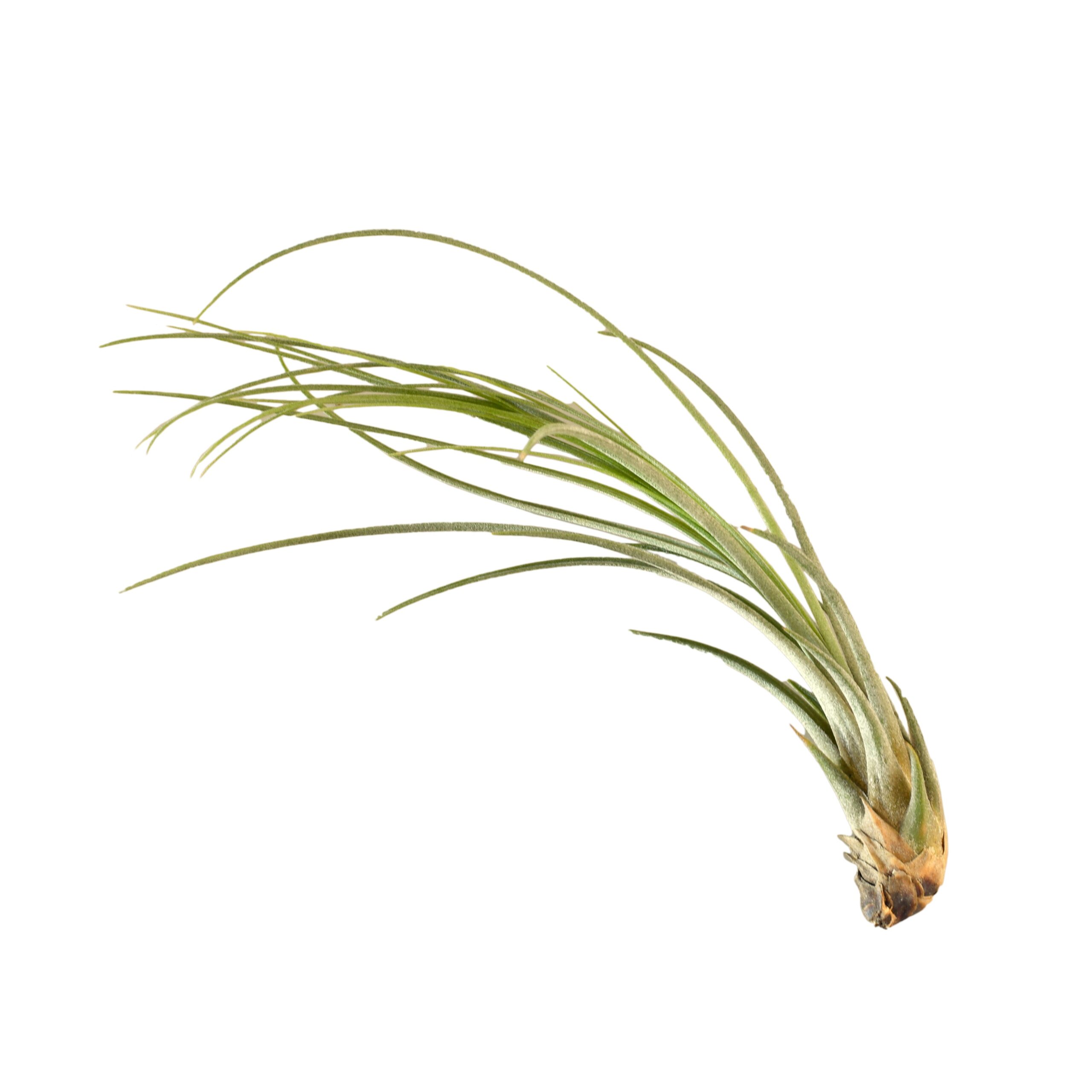 A white background with an air plant at a plant nursery near me.
