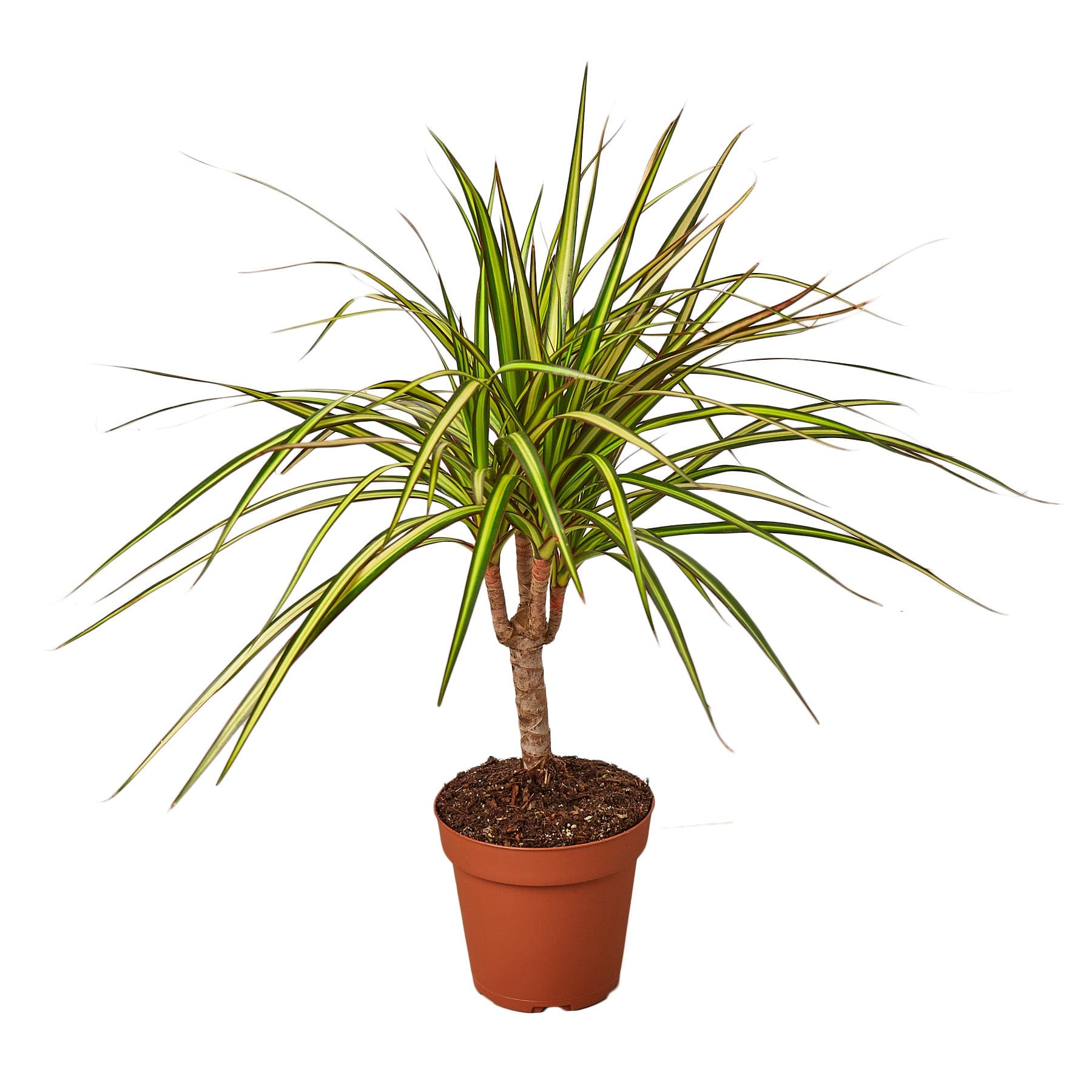 A small plant in a pot on a white background at one of the top plant nurseries near me.