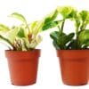 Two potted plants on a white background from a garden center near me.
