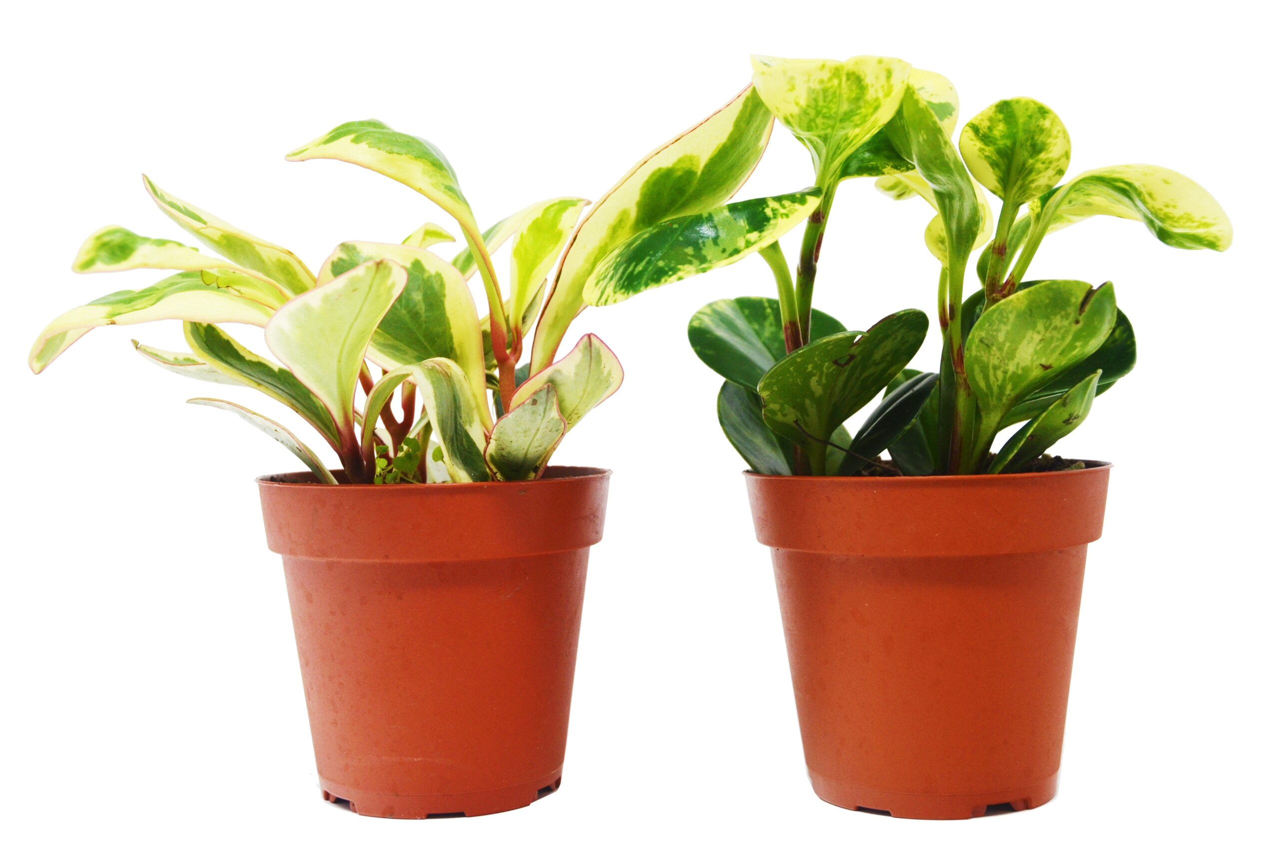 Two potted plants on a white background from a garden center near me.