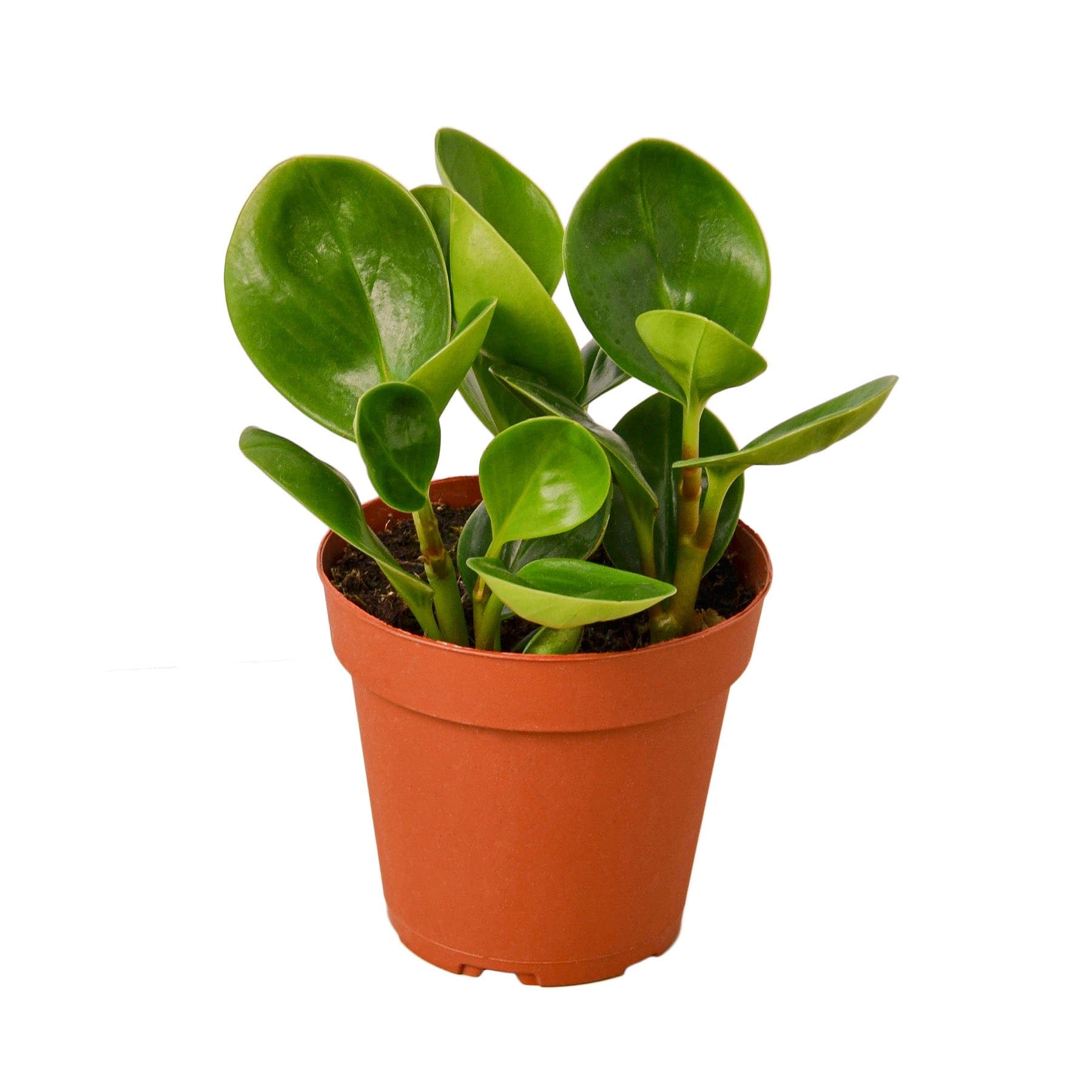 A small plant in a pot on a white background at a garden center near me.