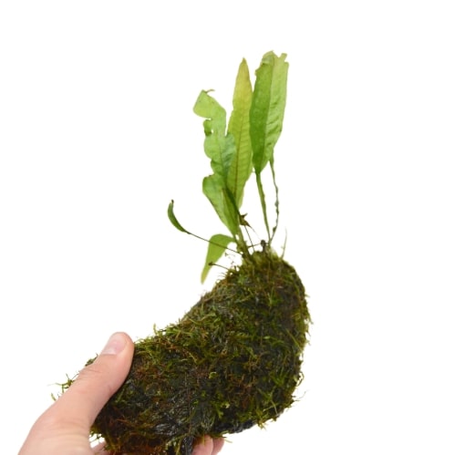 A person holding a mossy plant at one of the top garden centers near me.