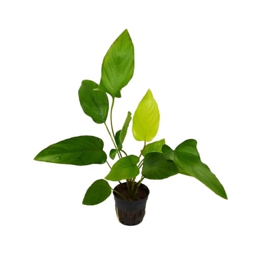 At the best garden center near me, you can find a vibrant plant with yellow leaves in a pot on a white background.