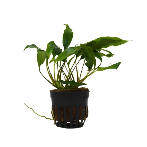 A small plant in a black pot on a white background, displayed at one of the top garden centers near me.