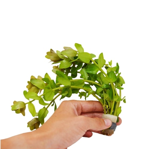 A hand holding a small plant from a top plant nursery on a white background.