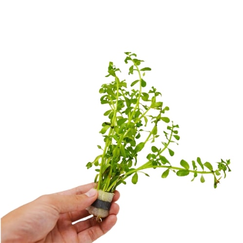 A person holding a small plant from one of the top plant nurseries near me on a white background.