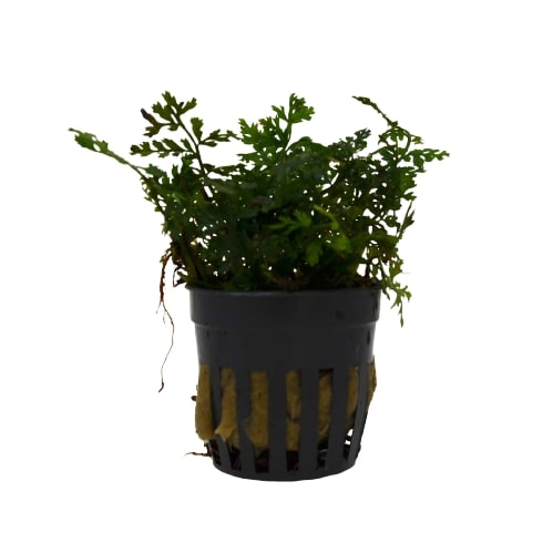 A small plant in a black pot on a white background showcasing the best plant nursery near me.