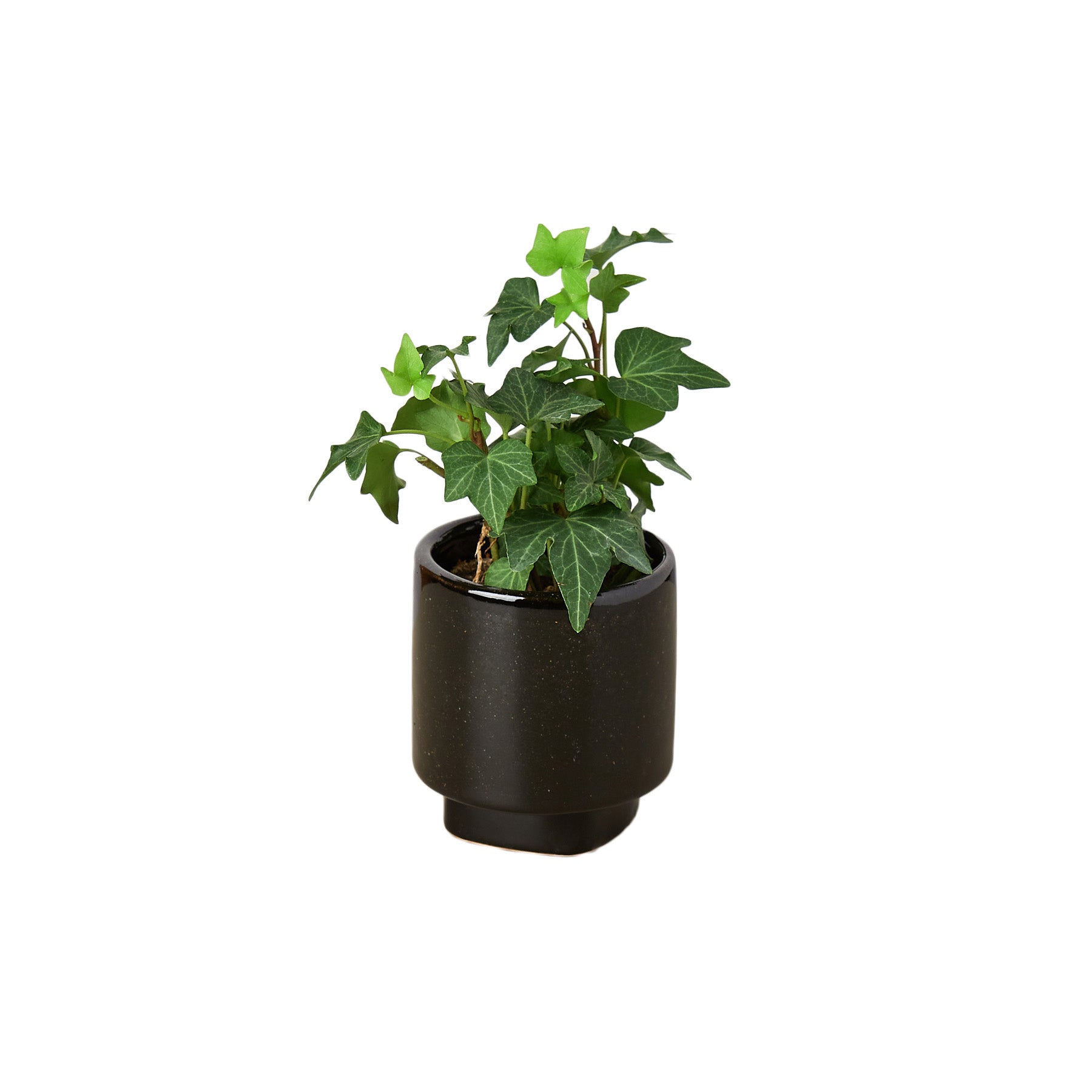 A small plant in a black pot on a white background, available at the best garden center near me.