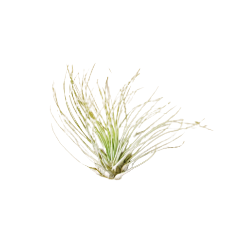 An air plant on a black background at the best nursery near me.