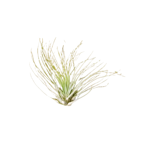 An air plant on a black background at the best nursery near me.
