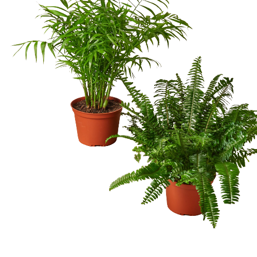Two potted plants on a black background at a garden center or nursery.