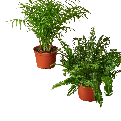 Two potted plants on a black background at a garden center or nursery.