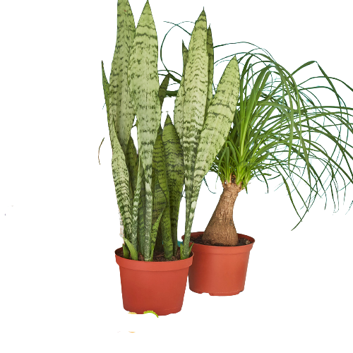 Three potted plants in a row on a black background at a plant nursery.