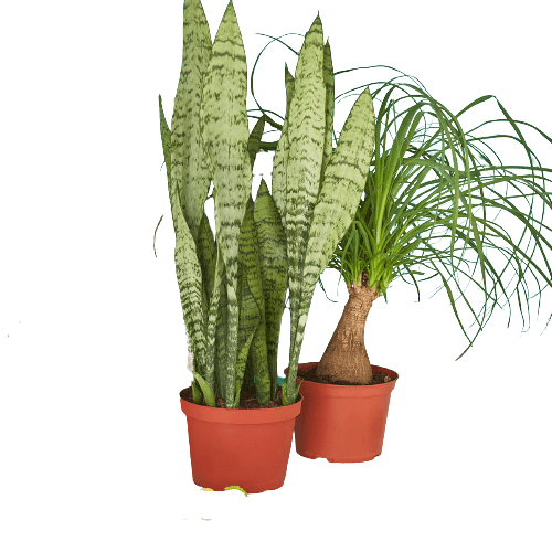 Three potted plants in a row on a black background at a plant nursery.