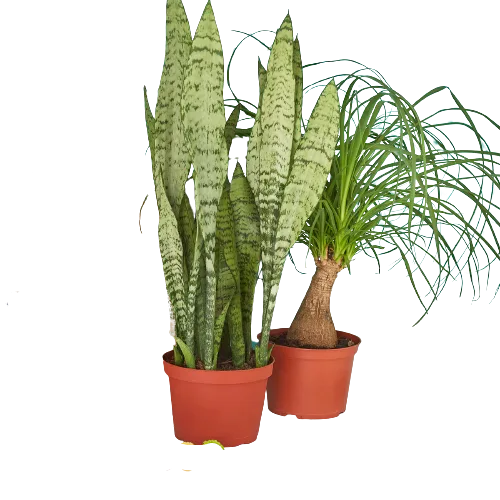 Three potted plants in a row on a black background at a plant nursery.