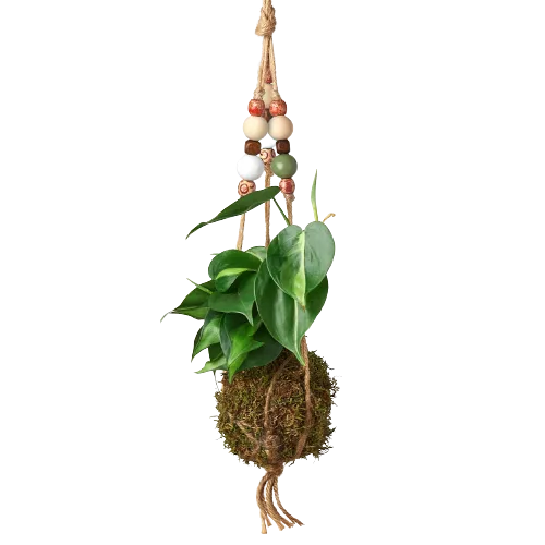 A hanging plant adorned with moss and beads, available at the best garden nursery near me.