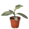 A small plant in a pot on a white background, perfect for indoor gardens or as a lovely addition to your home decor.