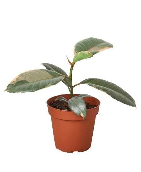 A small plant in a pot on a white background, perfect for indoor gardens or as a lovely addition to your home decor.