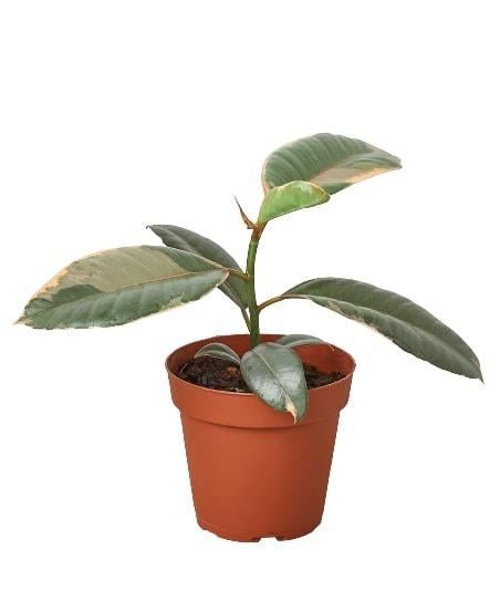 A small plant in a pot on a white background, perfect for those seeking the best nursery near me.