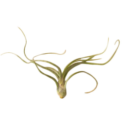 An air plant on a white background.