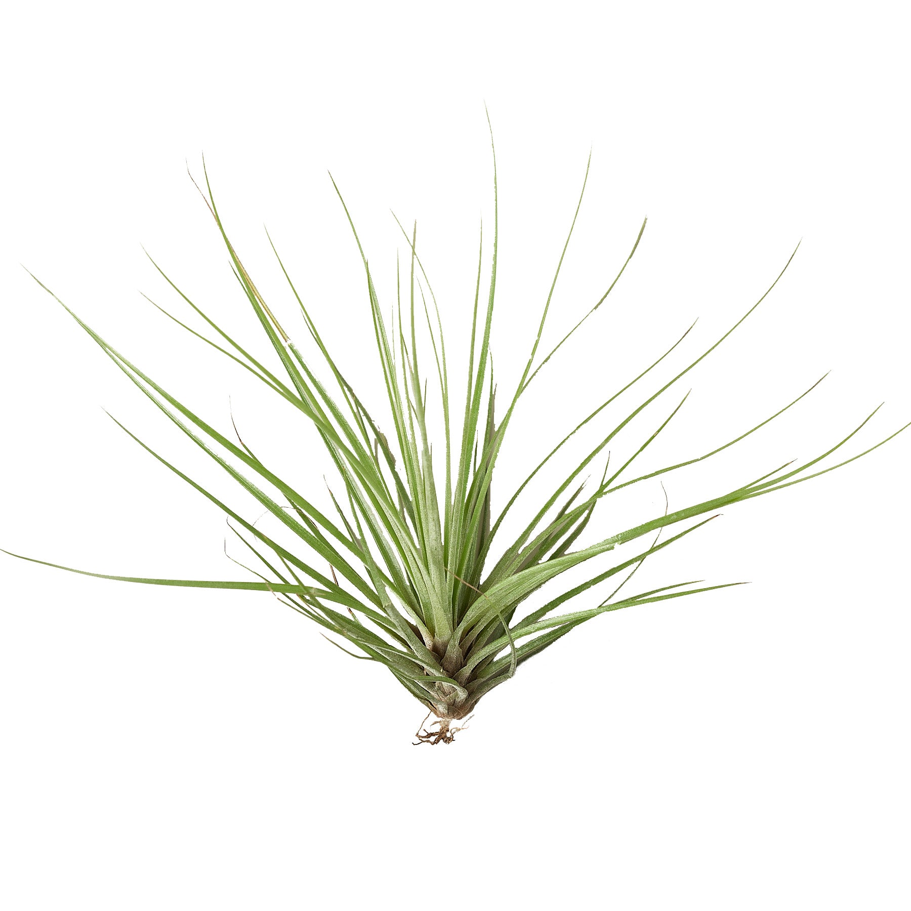 An air plant on a white background at a garden center.