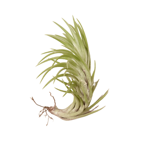 An air plant on a black background at the best plant nursery near me.