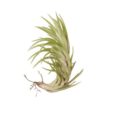 An air plant on a black background at the best plant nursery near me.