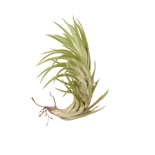 An air plant on a black background at a plant nursery near me.