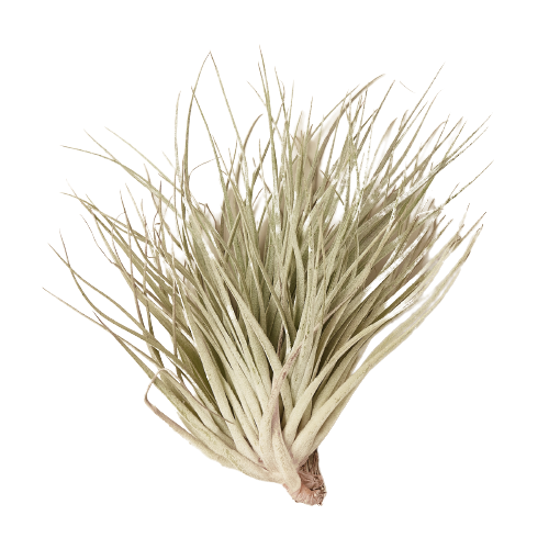 A white air plant on a black background in the best nursery near me.