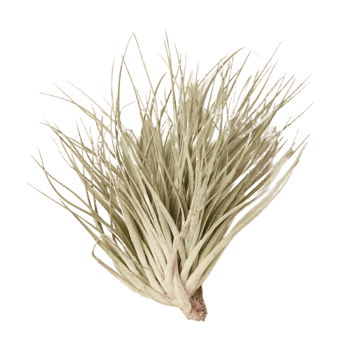 A white air plant on a black background in the best nursery near me.