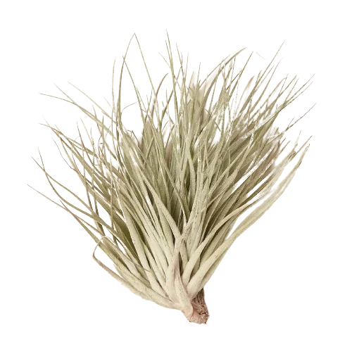 A white air plant on a black background in the best nursery near me.