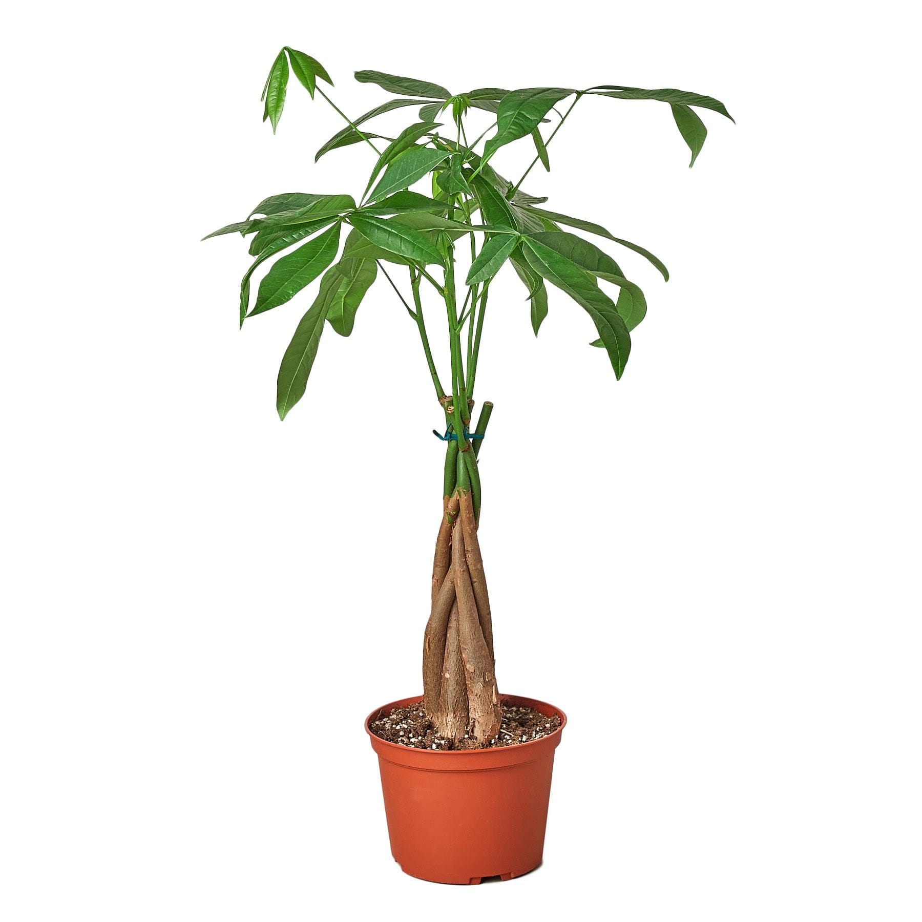 A plant in a pot on a white background, sourced from the best plant nursery near me.