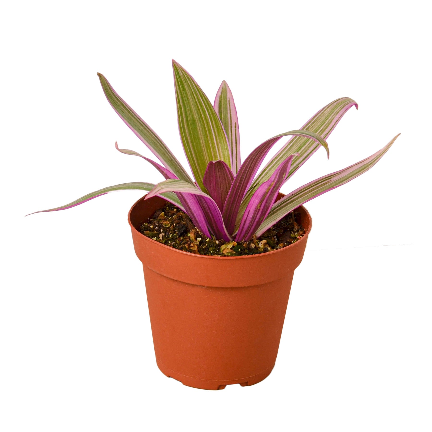 A purple plant in a pot on a white background at the best nursery near me.