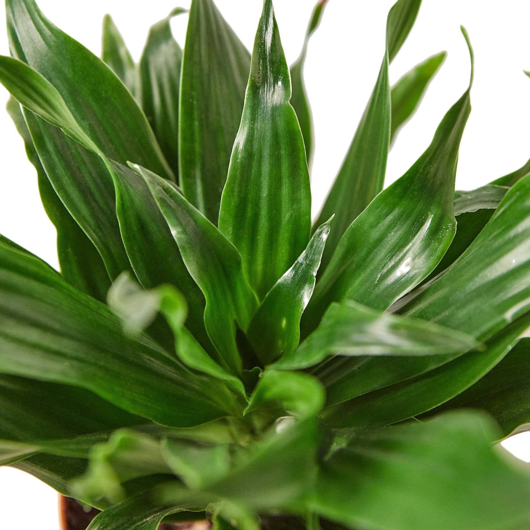 A green plant in a pot on a white background, perfect for a garden nursery near me.