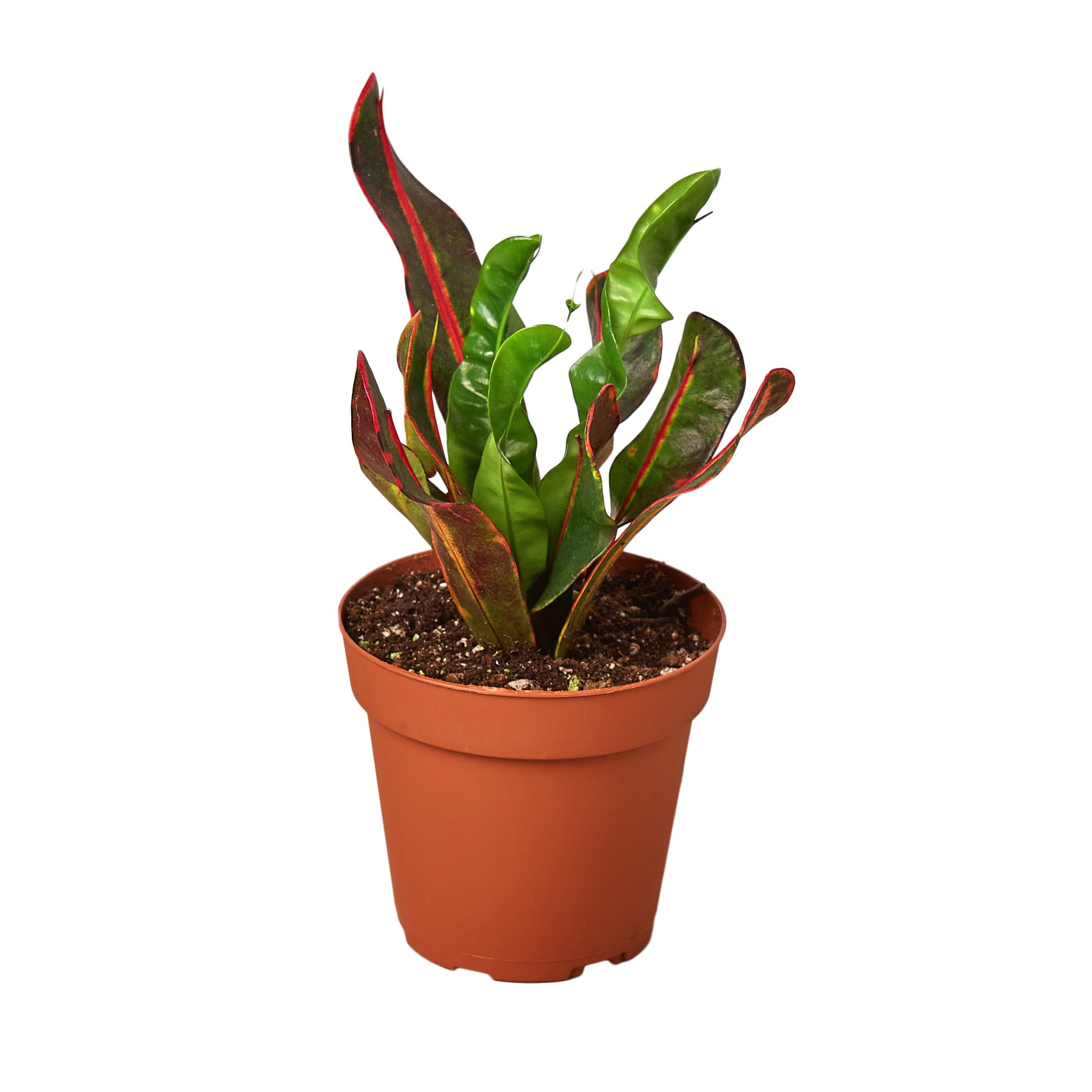 A vibrant potted plant with red and green leaves.