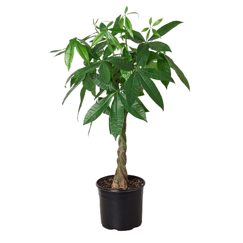 A small potted plant on a dark background.