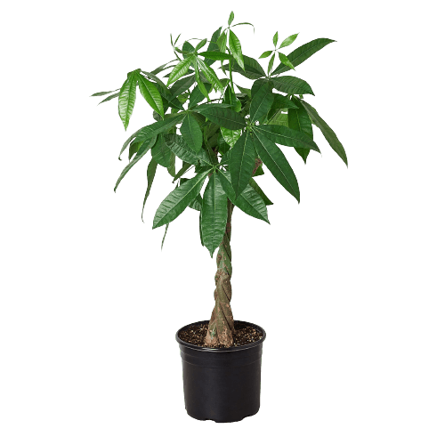 A small potted plant on a dark background.