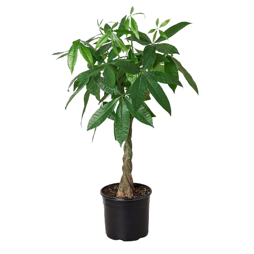 A small potted plant on a dark background.