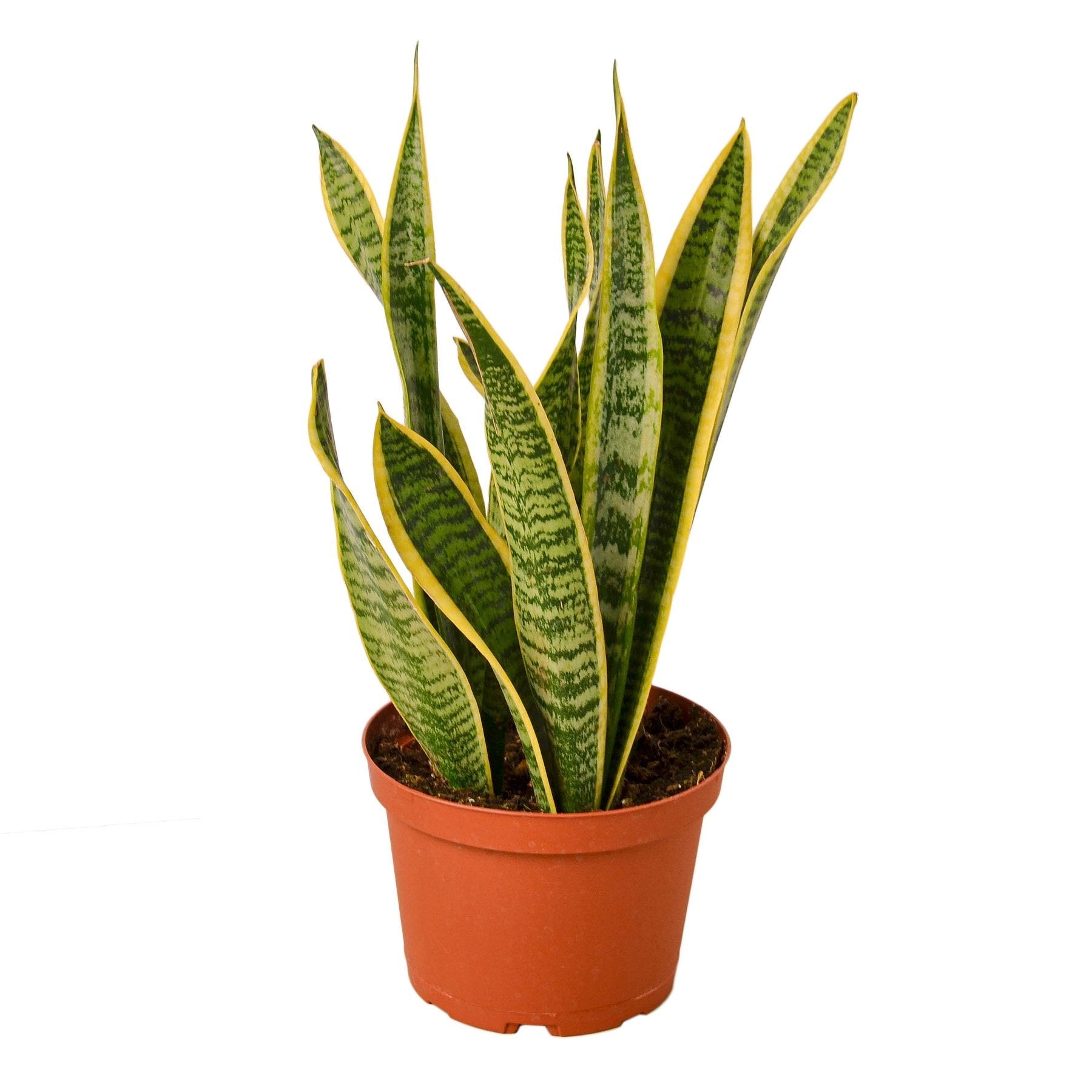 A snake plant in a pot on a white background with nursery near me.