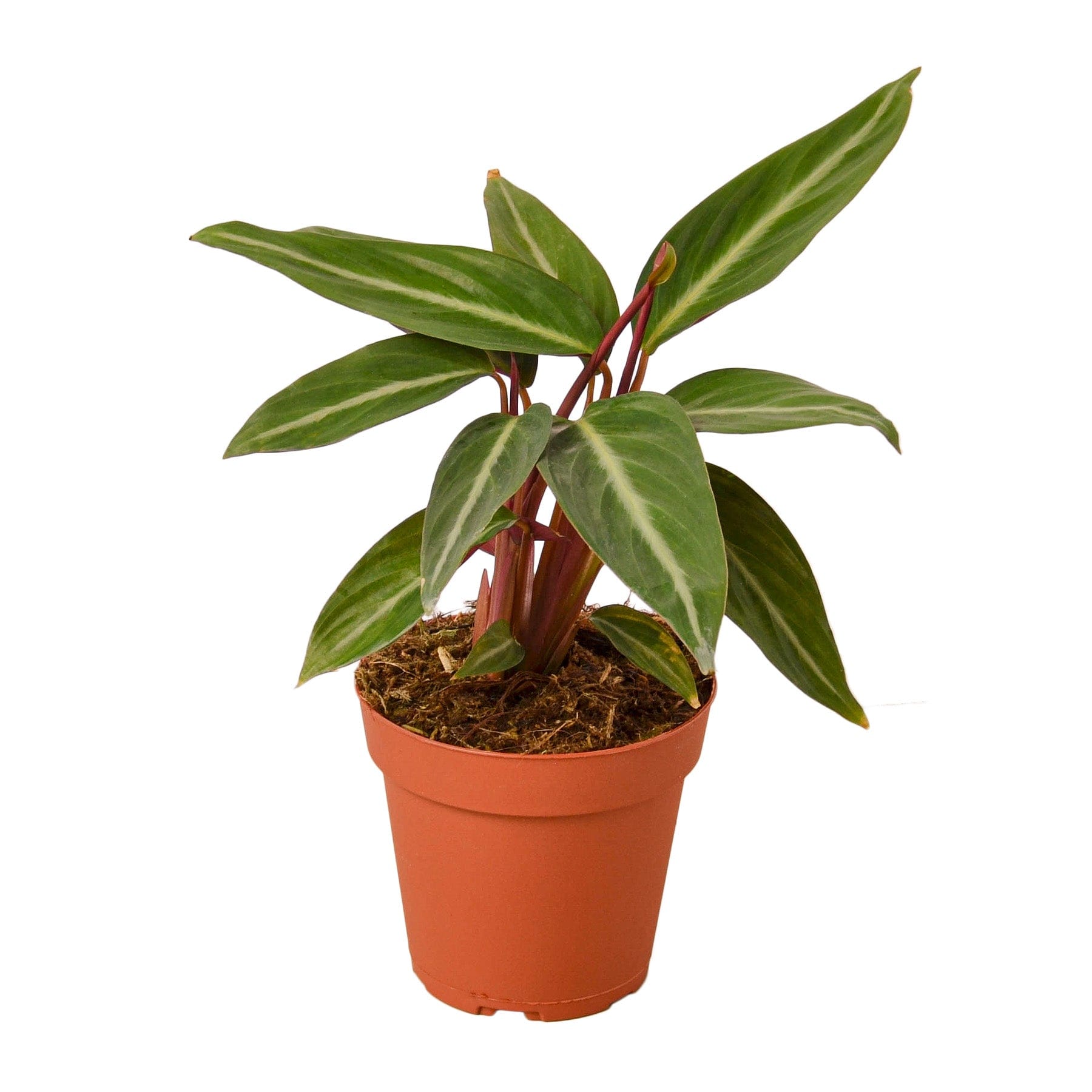 A plant on a white background.