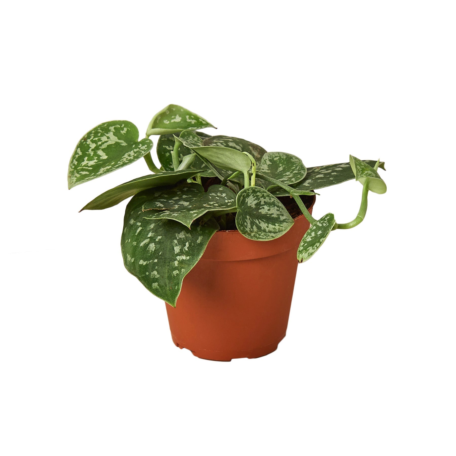 A plant in a pot on a white background at a nursery near me.