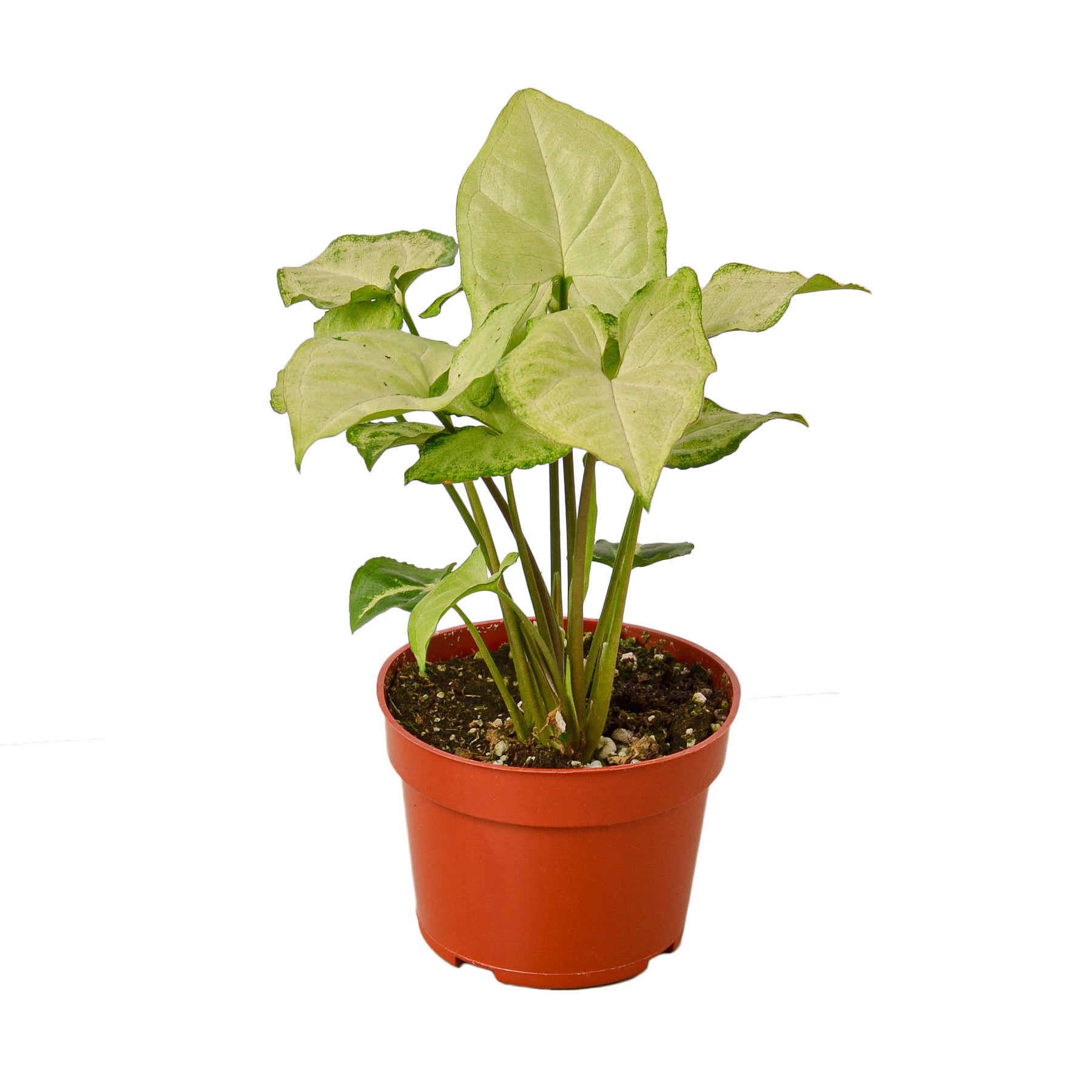 A plant on a white background.
