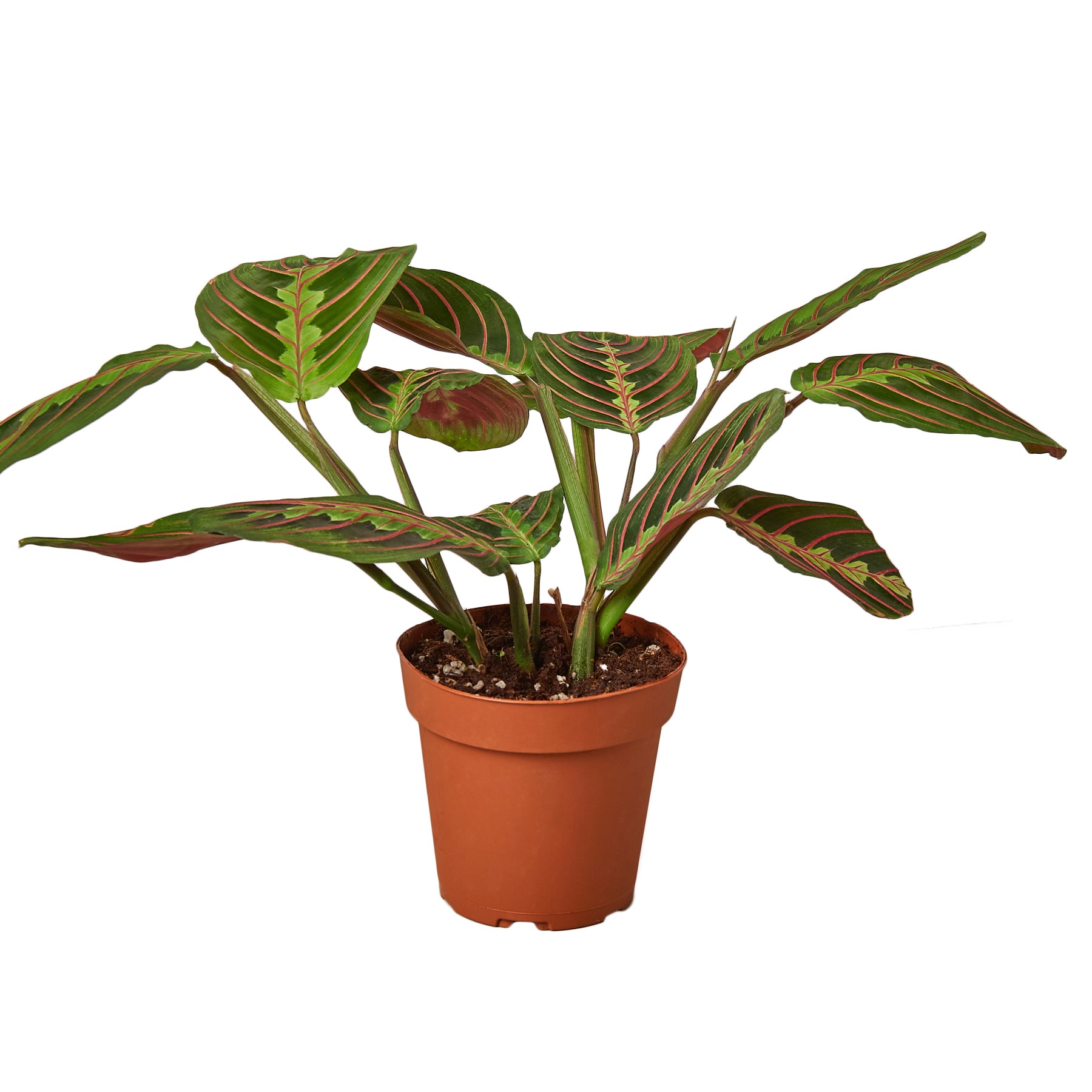 A plant in a brown pot on a white background, available at the best plant nursery near me.