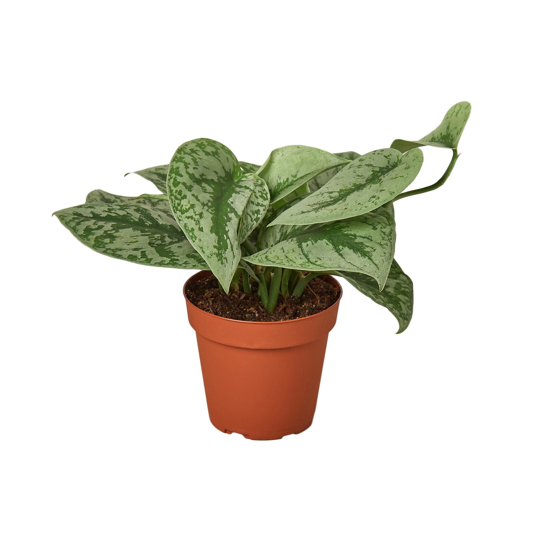 A small plant in a pot on a white background displayed at a garden center nearby.