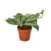 A small plant in a pot with a white background, perfect for a nearby garden center or nursery.