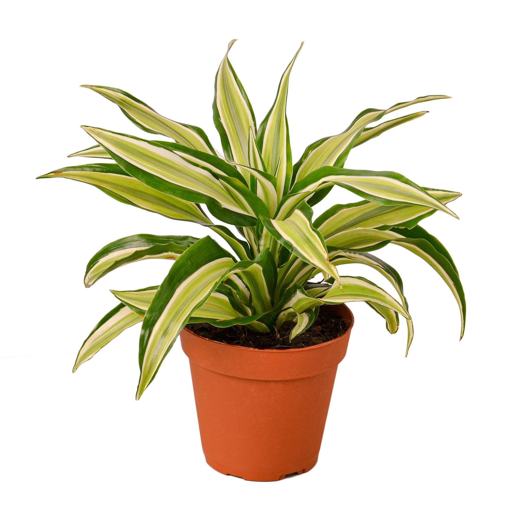 A plant in a pot on a white background, available at the best garden center near me.