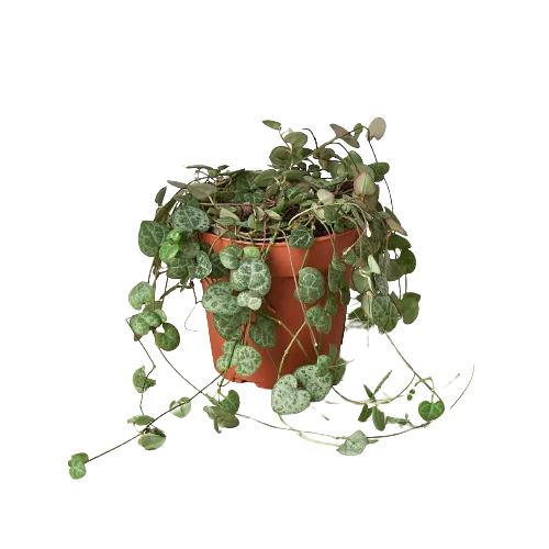 An ivy plant in a pot displayed on a black background from the best garden center near me.